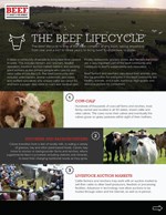 Beef Lifecycle