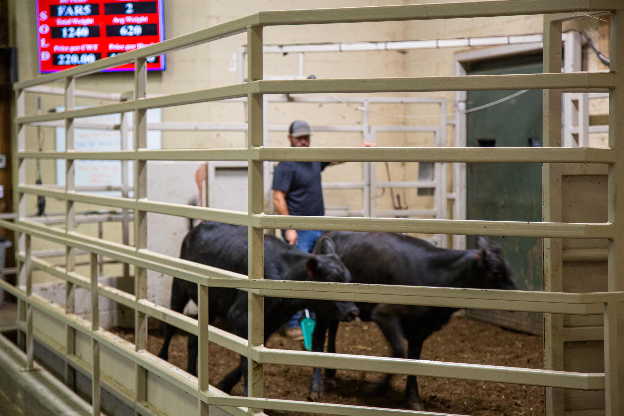 Man moving cattle through a sale barn 