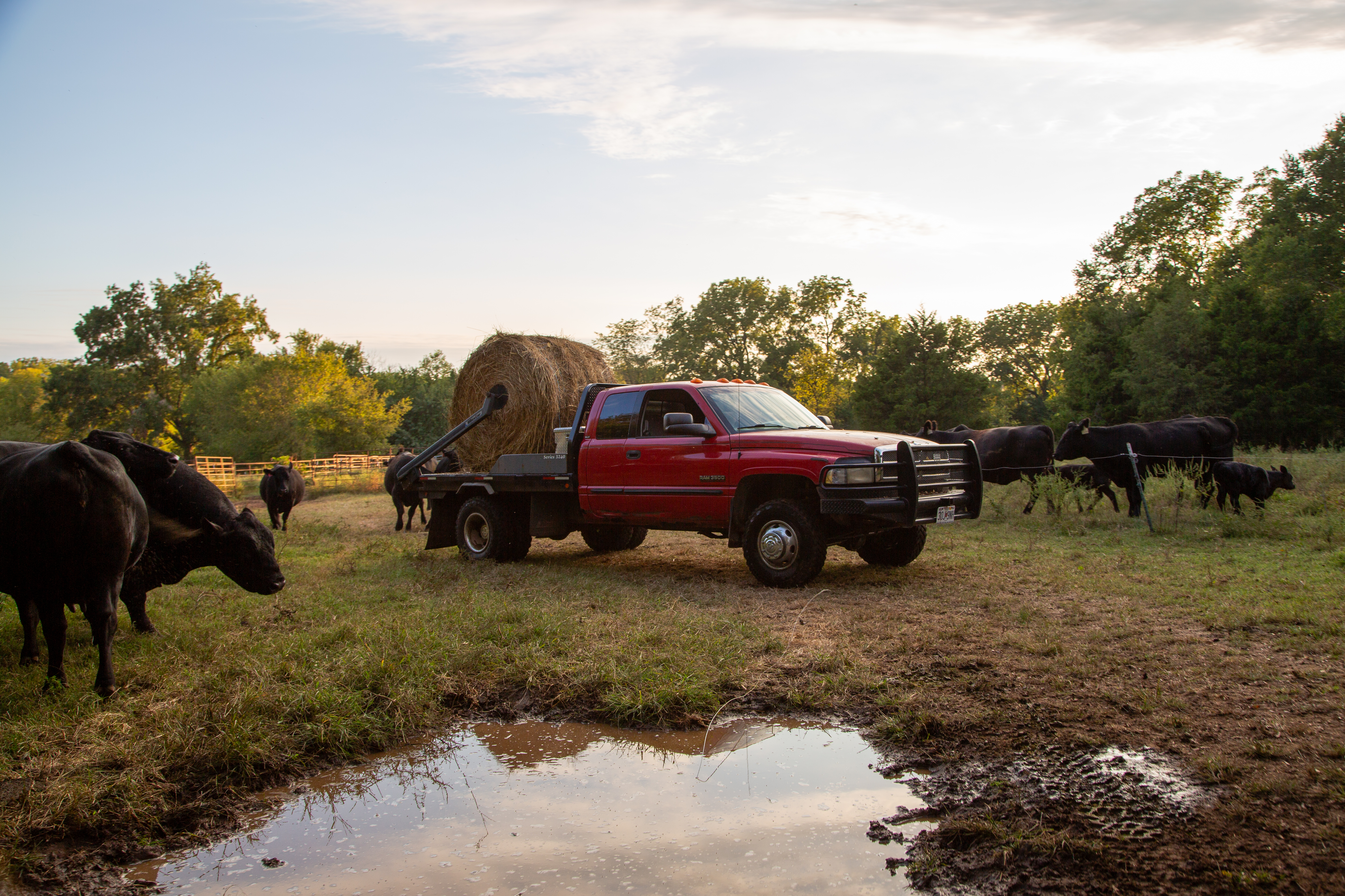 Missouri Producer feeding hay