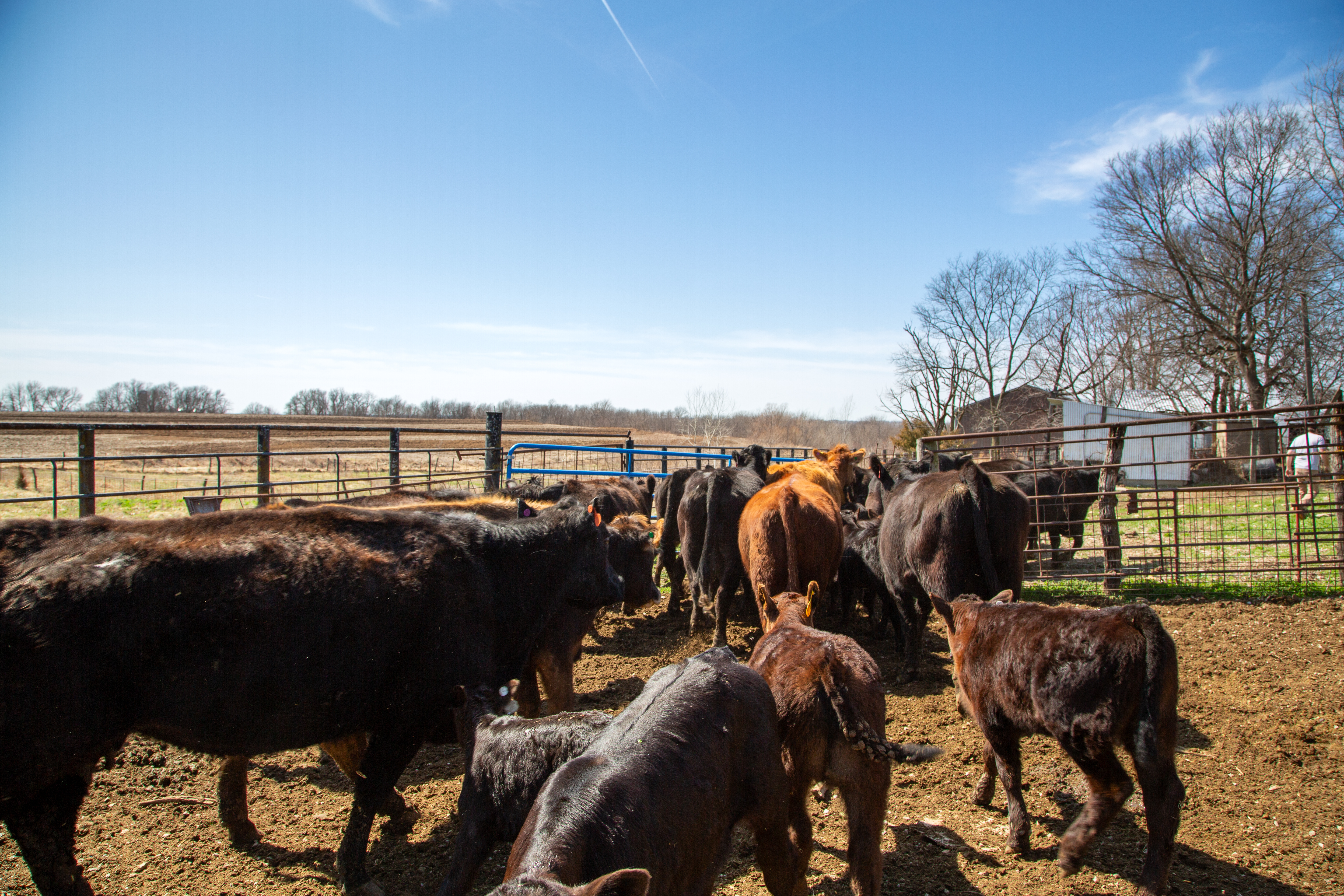 Moving cows and calves to new pasture