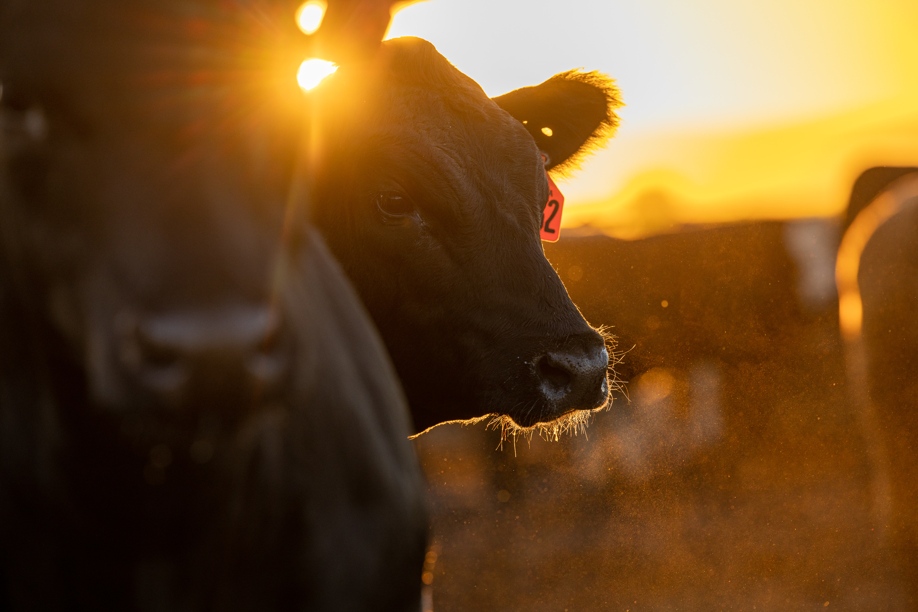 Missouri Beef Industry Council Opens Applications for Leadership Position